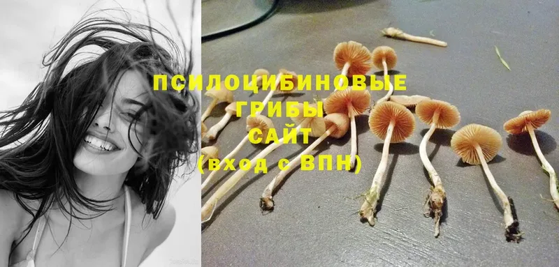 Галлюциногенные грибы Magic Shrooms  Навашино 